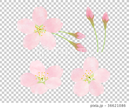 桜 ソメイヨシノのイラスト素材