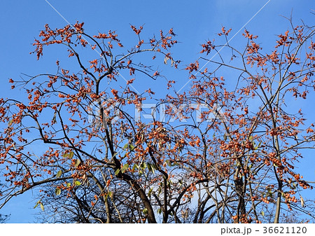 小さい実が沢山の豆柿の木 36621120