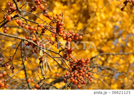 小さい実が沢山の豆柿の木 36621125