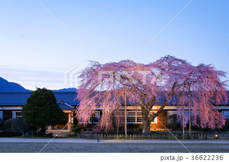 杵原学校・夜桜 杵原学校・夜桜 36622236