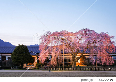 杵原学校・夜桜 杵原学校・夜桜 36622239
