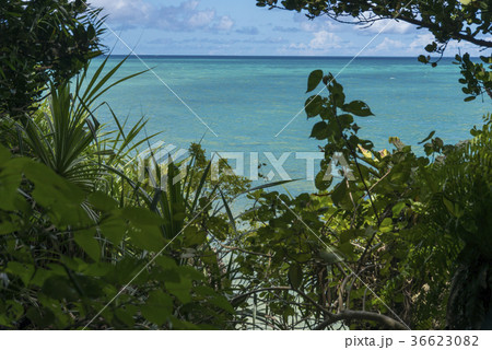 サビチ洞(石垣島) サビチ洞(石垣島) 36623082