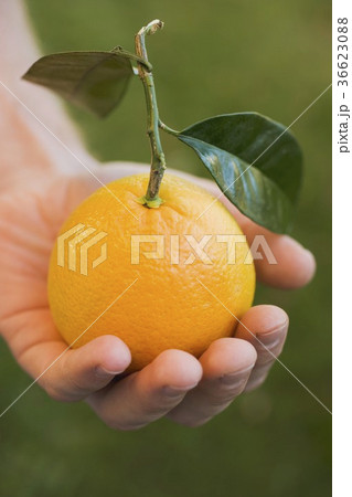 36623088