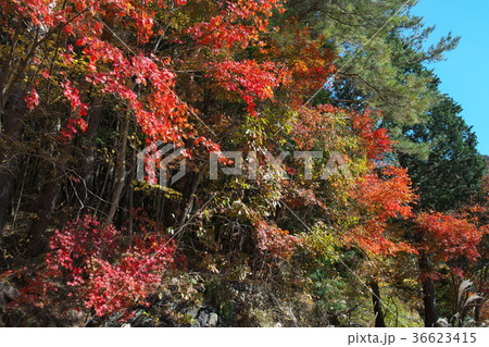 モミジ 紅葉 秋 和 背景 モミジ 紅葉 秋 和 背景 36623415