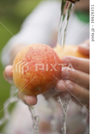 36626351