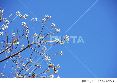 ナンキンハゼの実 ナンキンハゼの実 36626453