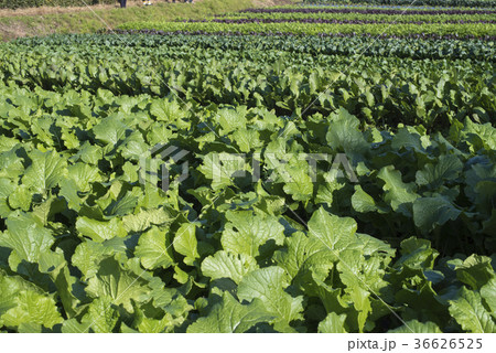 無農薬畑 36626525