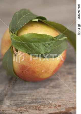 36626706