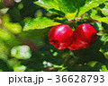 Bunch of Red and Sweet Cherries on Tree in Summer 36628793