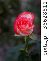 Jumilia Rose in dark background, in Painting 36628811
