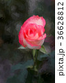 Jumilia Rose in dark background, in Painting 36628812