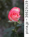 Jumilia Rose in dark background, in Painting 36629139