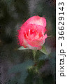 Jumilia Rose in dark background, in Painting 36629143