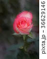 Jumilia Rose in dark background, Closeup 36629146
