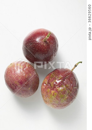 36629560