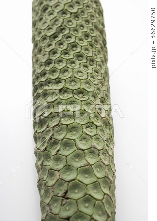 36629750