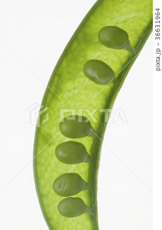 36631964