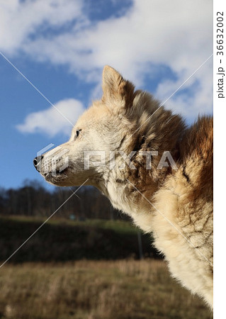 犬 36632002