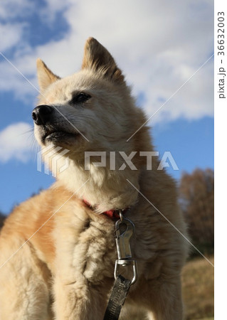 犬 36632003