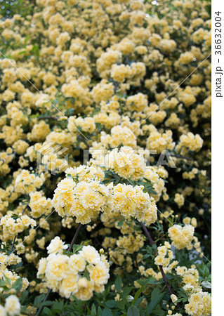 木香薔薇 木香薔薇 36632004