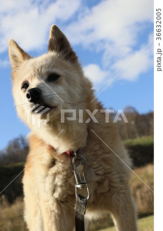 犬 犬 36632005