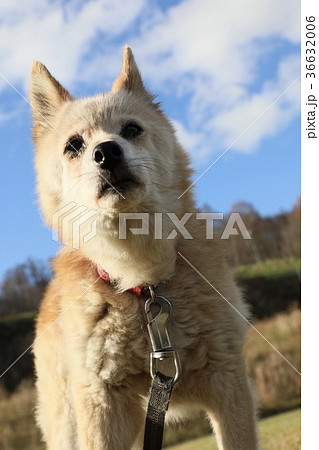 犬 36632006