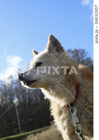 犬 36632007