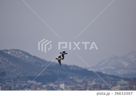函館市街をバックに飛ぶヒドリガモ 36632087