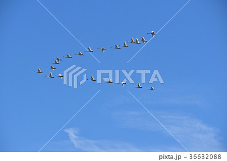青空を北へ帰る白鳥たち 36632088