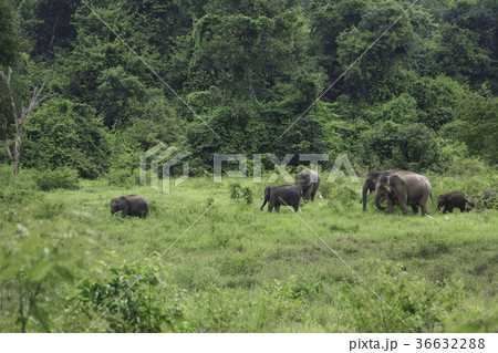 wild elephants live in deep forest wild elephants live in deep forest 36632288