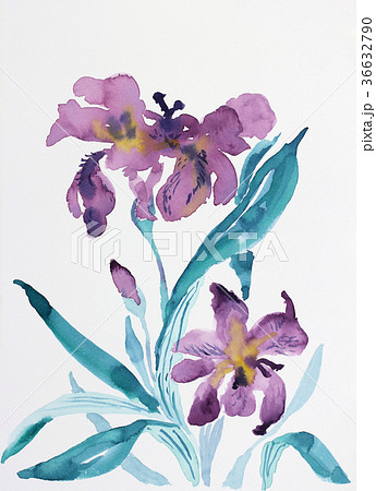 水彩アヤメ紫色花菖蒲アイリスお花ハナショウブ植物のイラスト素材