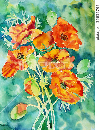 水彩ポピー鮮やかなオレンジ色ハナビシソウ手描きお花のイラスト素材
