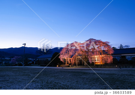 杵原学校・夜桜 杵原学校・夜桜 36633589