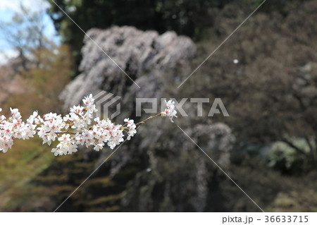 桜満開 桜満開 36633715