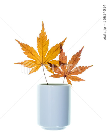 Maple leaves dry in white glass. 36634014
