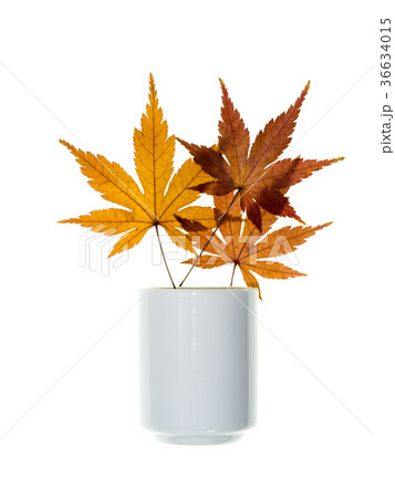 Maple leaves dry in white glass. Maple leaves dry in white glass. 36634015