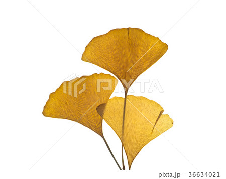 Dried ginkgo leaves Dried ginkgo leaves 36634021