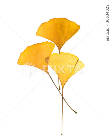 Dried ginkgo leaves Dried ginkgo leaves 36634025