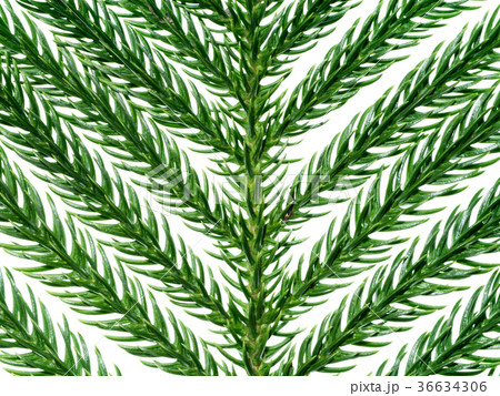 Norfolk Island Pine Norfolk Island Pine 36634306