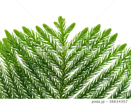 Norfolk Island Pine Norfolk Island Pine 36634307