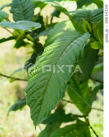 Mitragyna speciosa leaves. Mitragyna speciosa leaves. 36634339