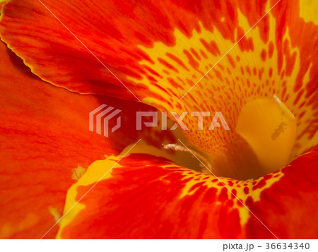Close up of India Short flower. Close up of India Short flower. 36634340