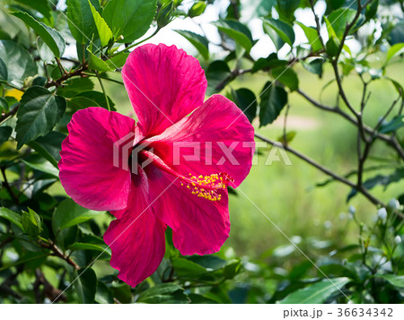 Dark pink Chinese Rose Dark pink Chinese Rose 36634342