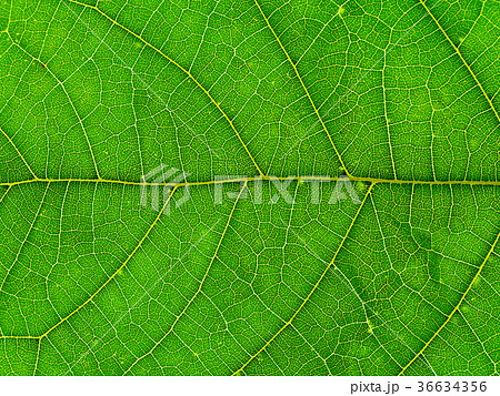 Mitragyna speciosa leaves. Mitragyna speciosa leaves. 36634356