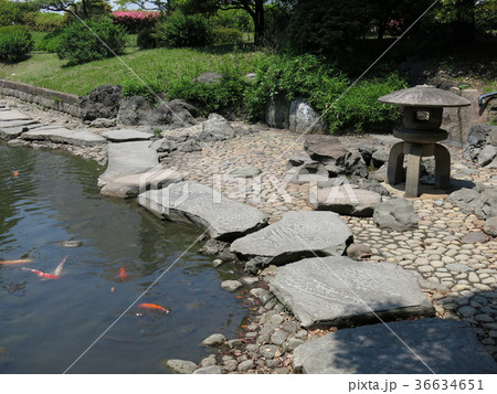 新緑が美しい春の旧安田庭園（心字池・鯉・沢飛石・雪見灯籠） 36634651