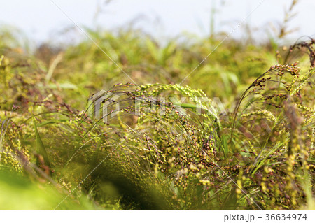 agricultural field with green millet 36634974