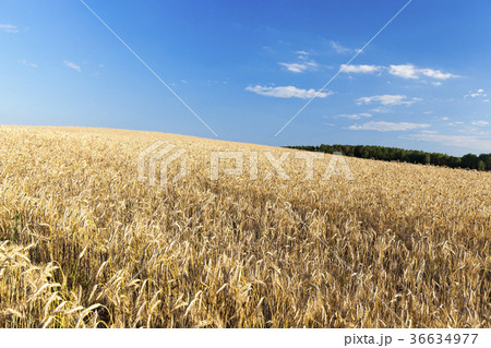 mature cereal field mature cereal field 36634977