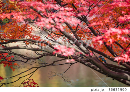 紅葉の木にとまるカワセミ 紅葉の木にとまるカワセミ 36635990