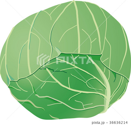 キャベツ 36636214