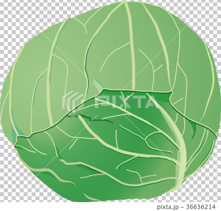 キャベツ 36636214